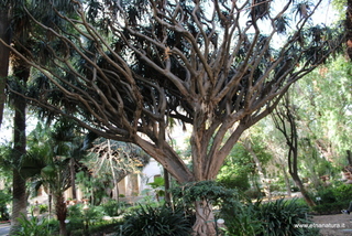 Dracena Orto Botanico Catania
